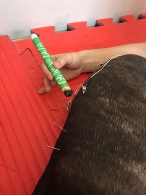 Acupuntura para Cachorro