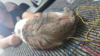 Acupuntura para Cães com Paralisia Muscular