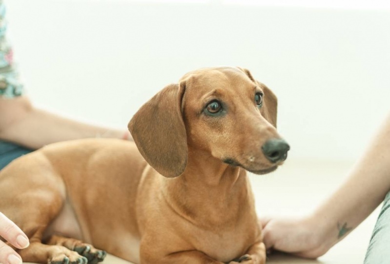 Acupuntura Veterinária para Doenças Cronicas