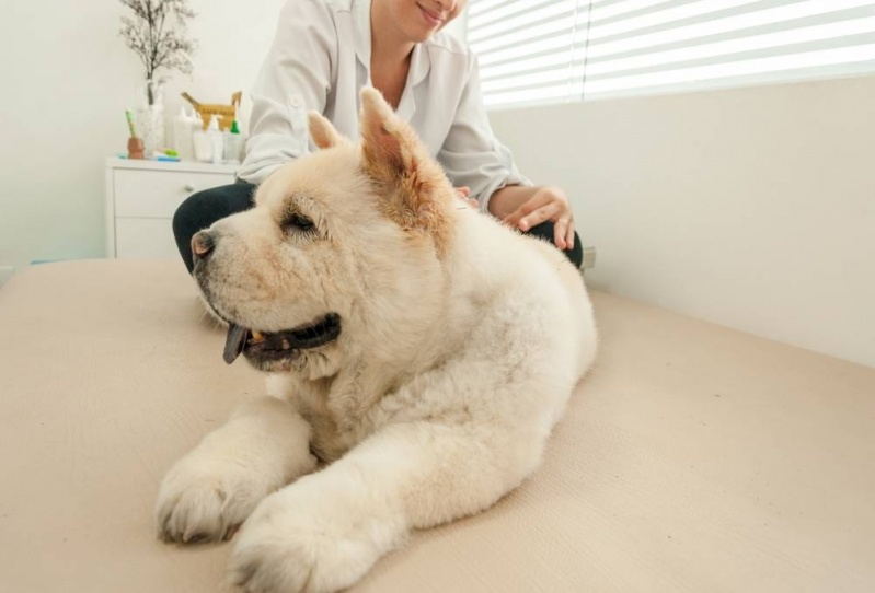 Acupuntura Veterinária para Obesidade