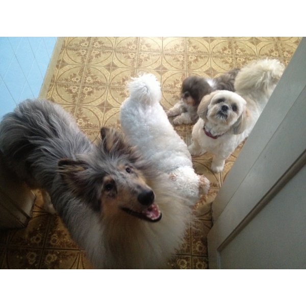 Adestrador de Cachorro