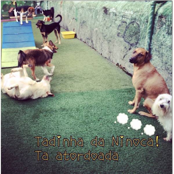 Adestrador de Cães em São Paulo
