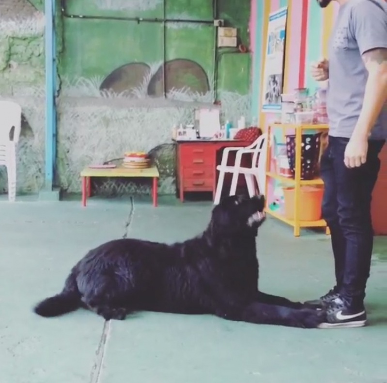 Adestrador de Cães em São Paulo