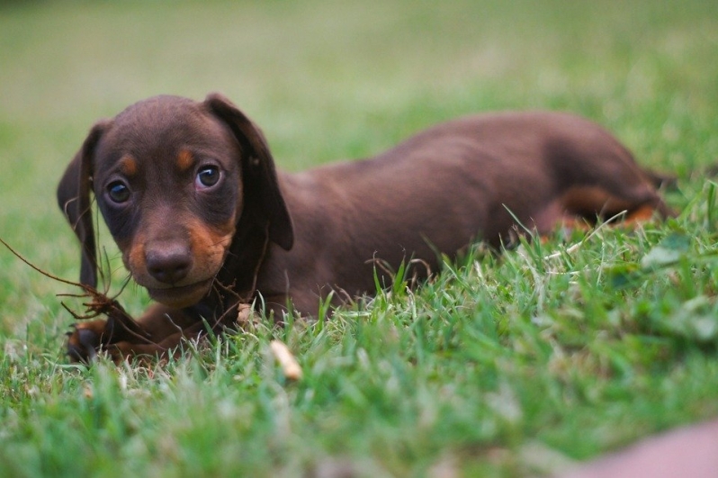 Adestrador Online Cachorro