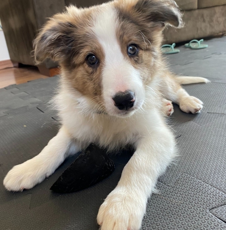 Adestramento Básico para Cães