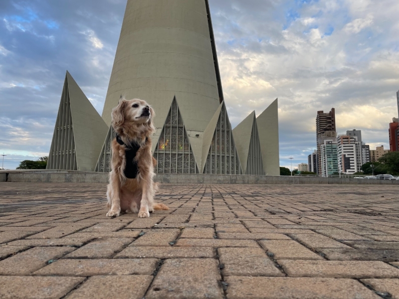 Adestramento Cachorro Curso