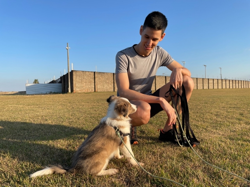 Adestramento Cachorros Curso