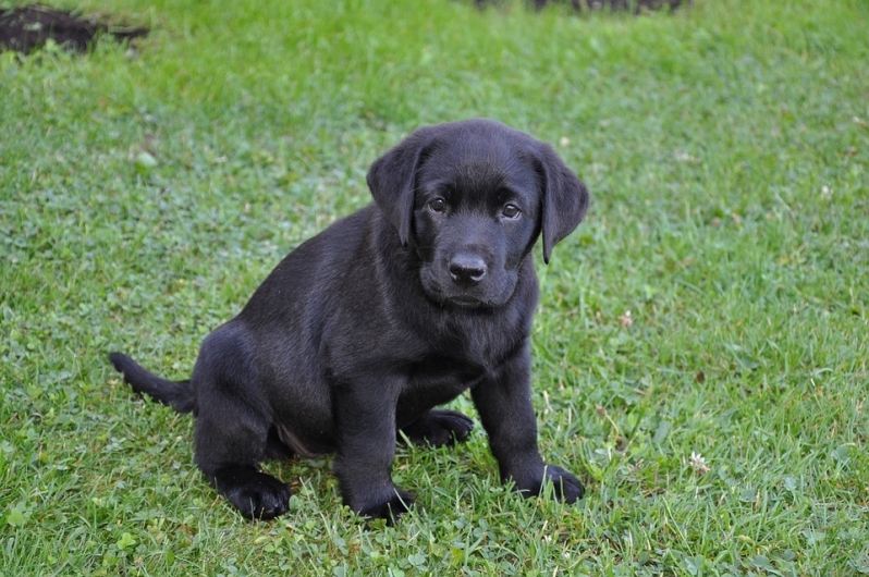 Adestramento Cães Online