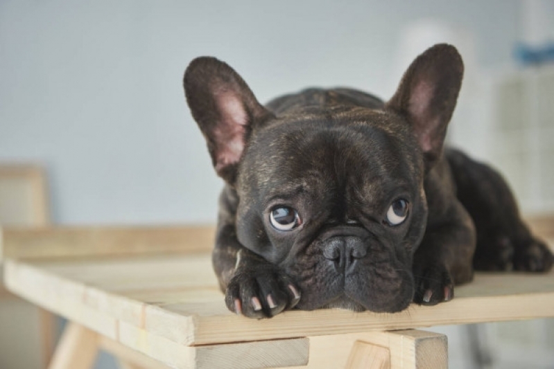 Adestramento Cão Online