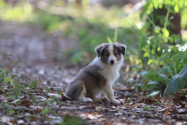 Adestramento Comportamental Cães