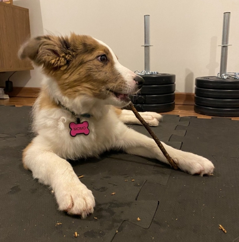 Adestramento Cachorro Curso