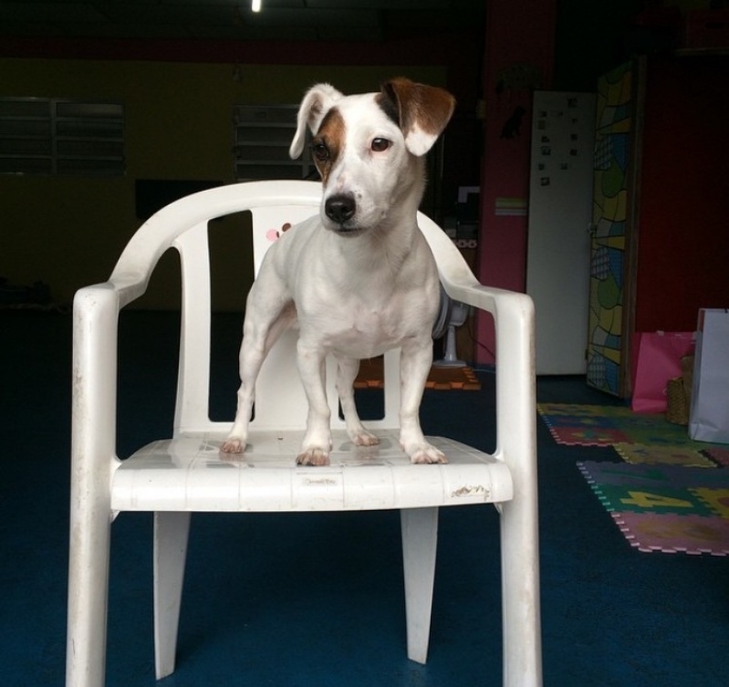 Adestramento de Cachorro Pastor Alemão