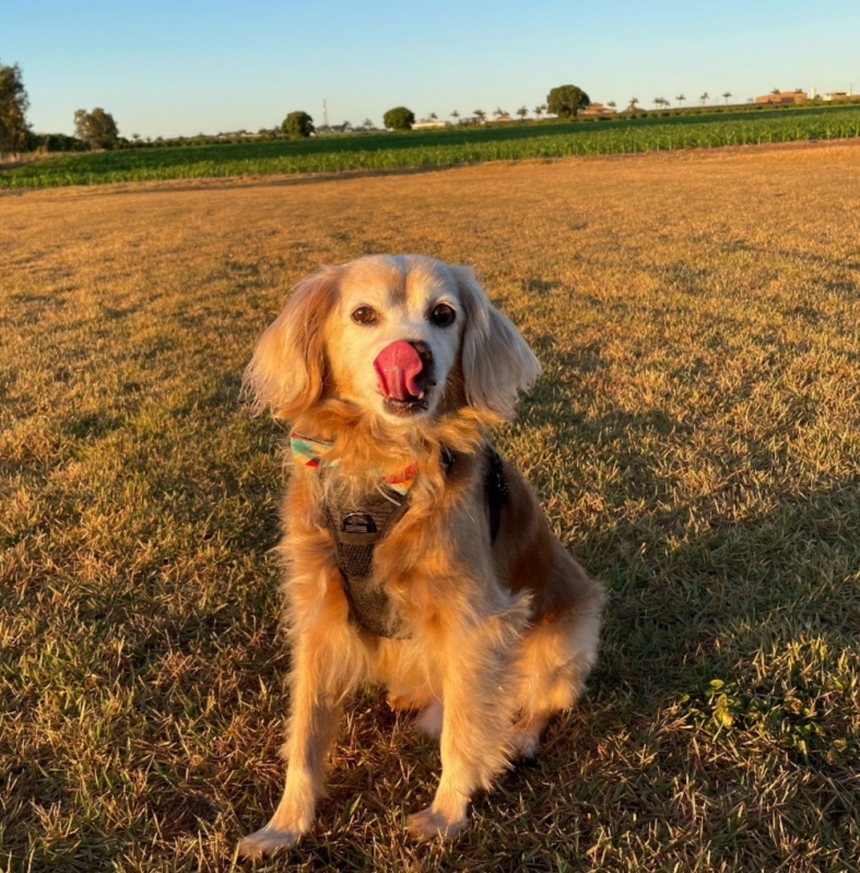 Adestramento de Cachorros Curso