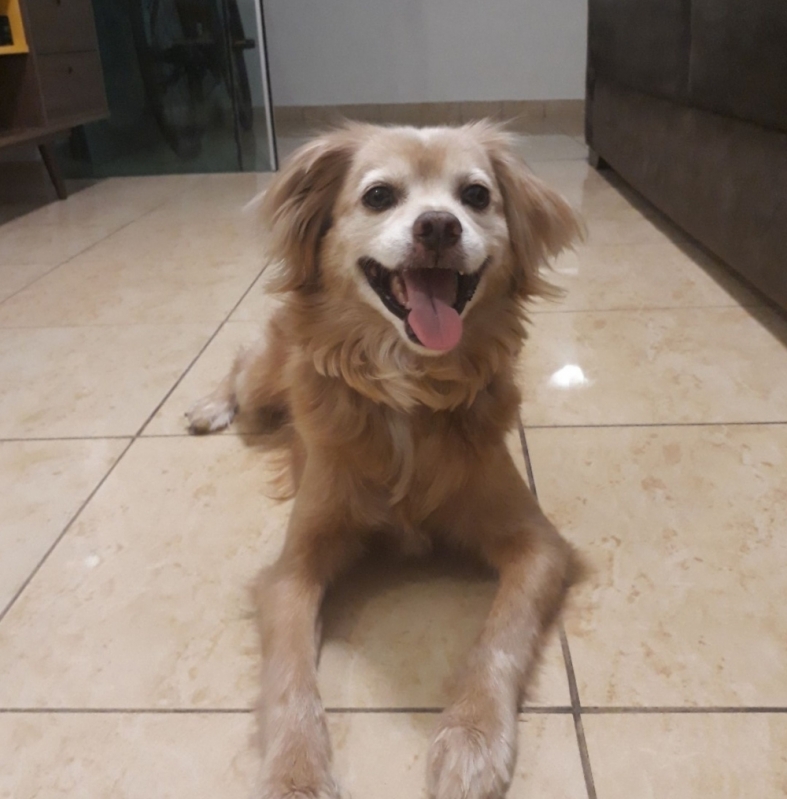 Adestramento de Cães de Companhia