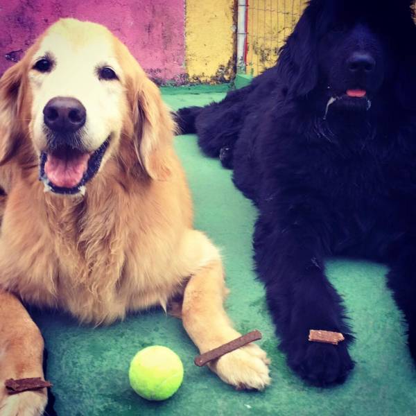 Adestramento de Cães em Pinheiros