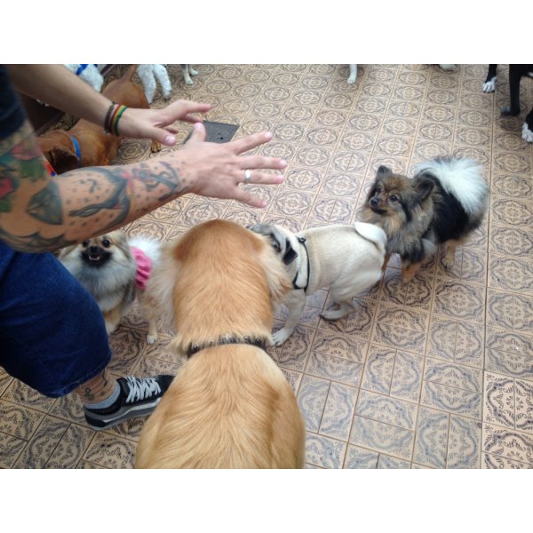 Adestramento de Cães em Santo André
