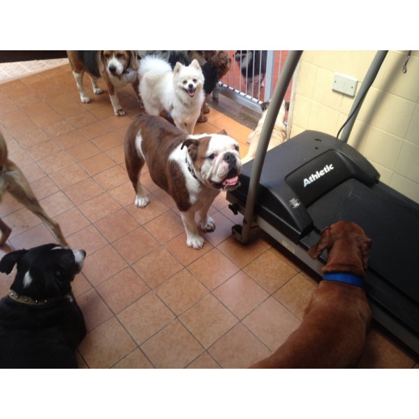 Adestramento de Cães no Bairro Jardim