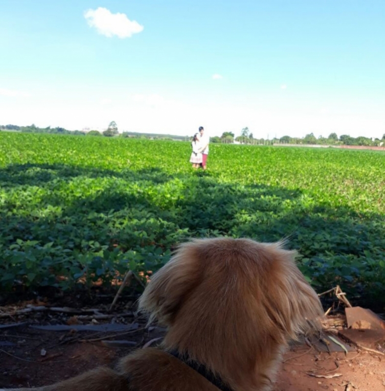 Adestramento de Cães Online