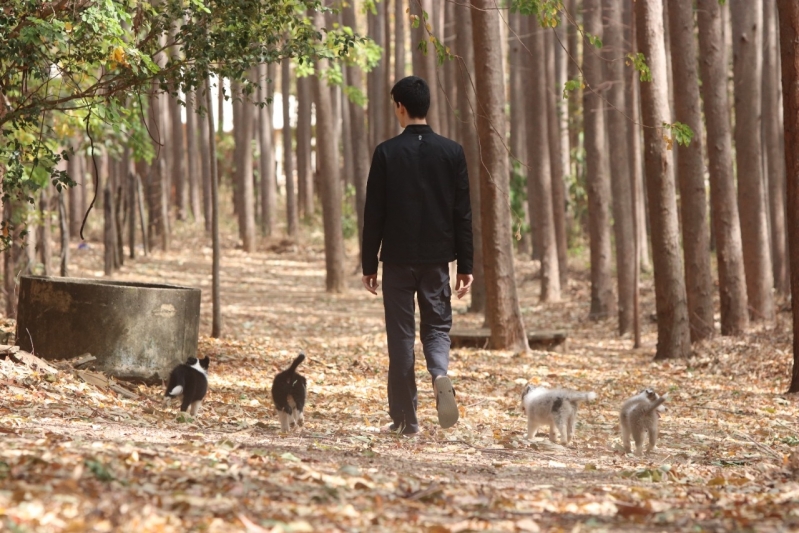 Adestramento de Cães Parar de Morder