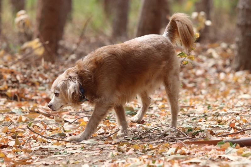 Adestramento de Cães para Fazer as Necessidades no Lugar Certo