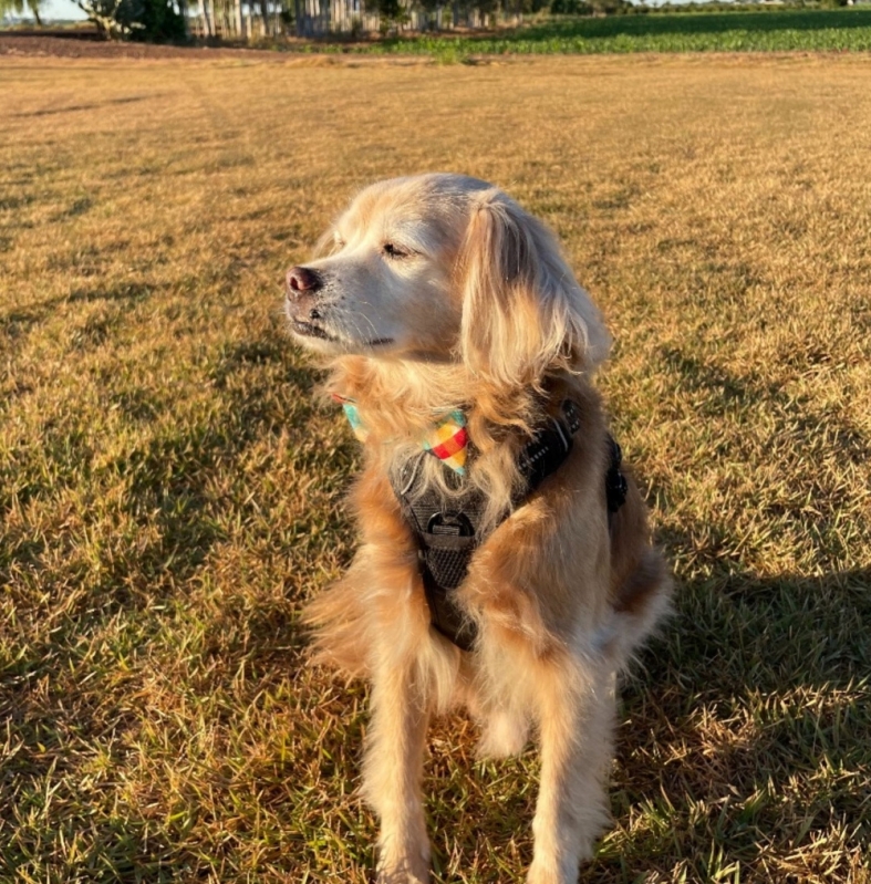 Adestramento Educativo Cachorro