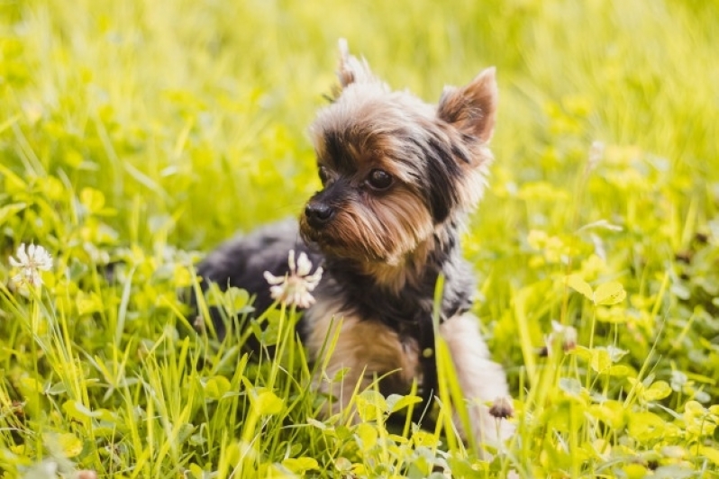 Adestramento Online de Cachorros
