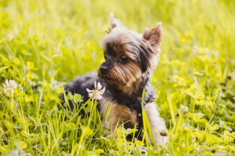 Adestramento Online de Cachorros