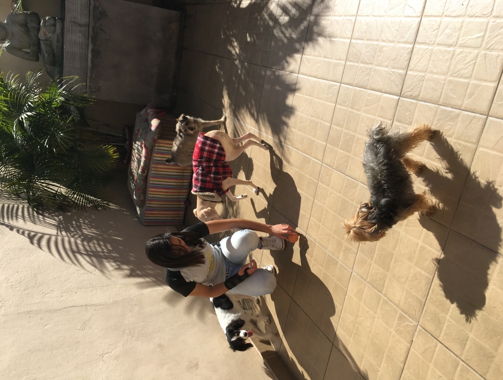 Adestramento para Cachorro em São Paulo