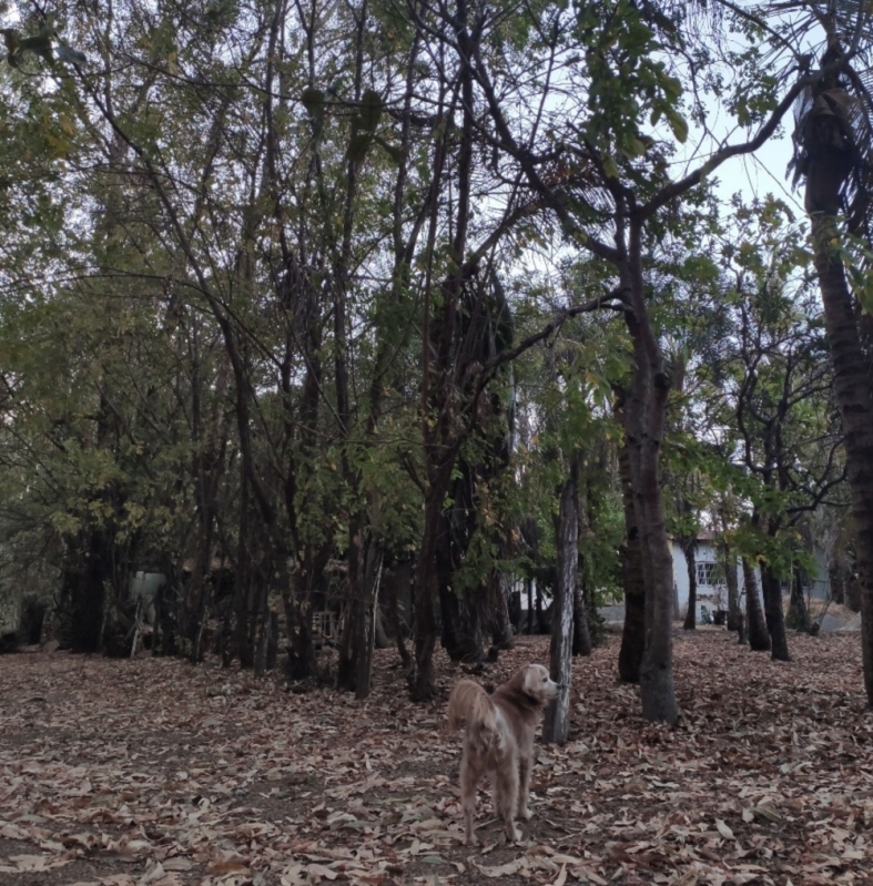 Adestrar Cachorro Fazer Necessidades Lugar Certo