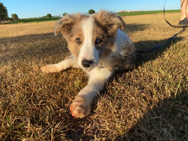 Adestrar Cachorro Filhote Urinar