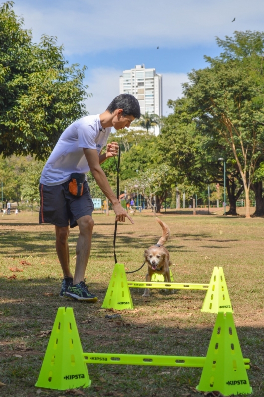 Adestrar Cachorro para Não Latir