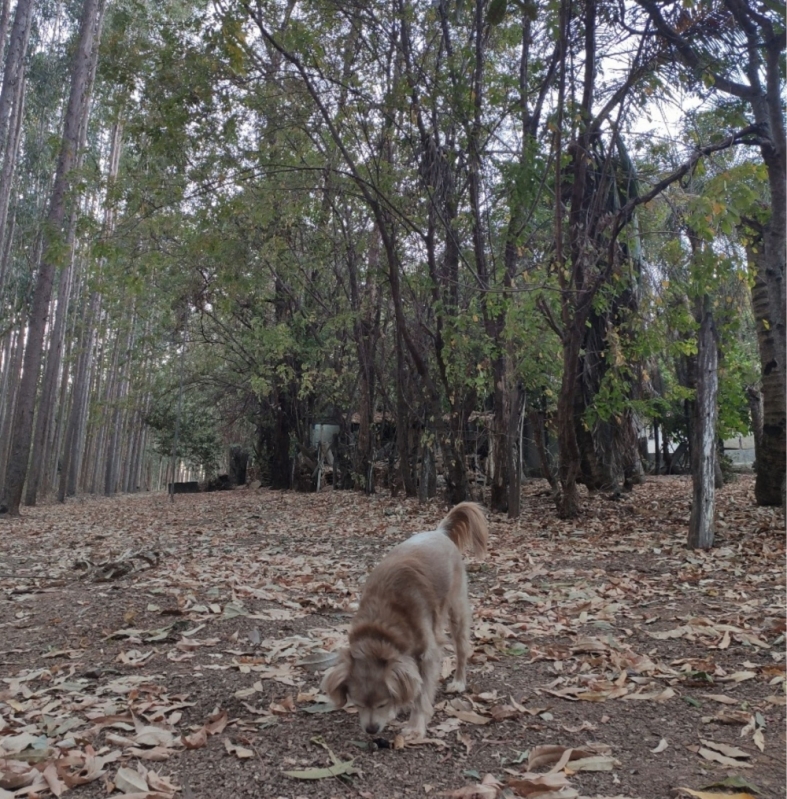 Adestrar Cachorro para Passear