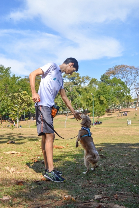 Adestrar Cachorro Velho