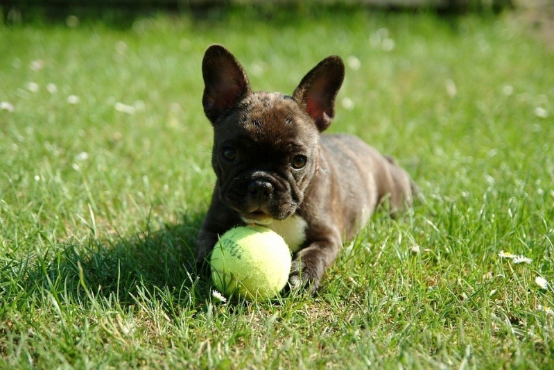 Adestrar Filhote de Cachorro