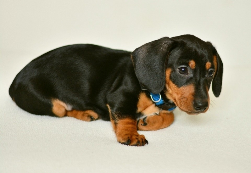 Adestrar Filhote de Dachshund