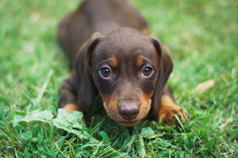 Adestrar Labrador Filhote