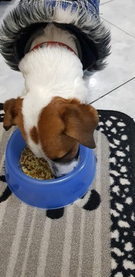 Alimentação Natural para Cães Doentes