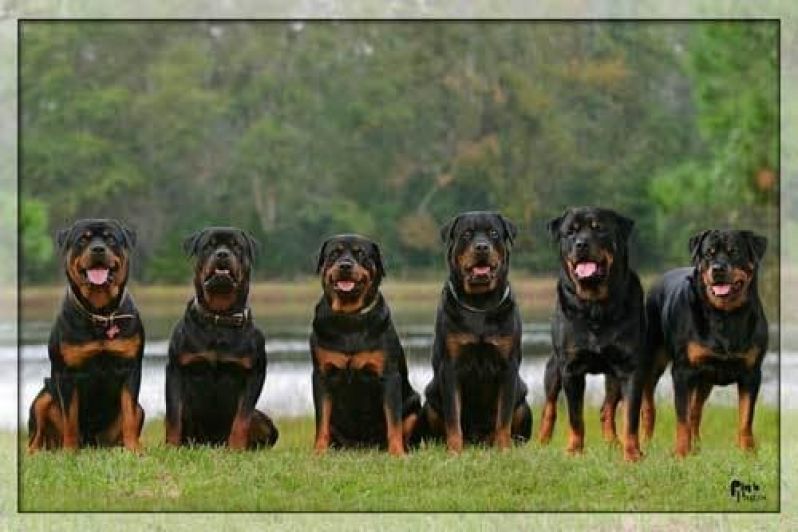 Aluguel de Cão de Guarda em Santo André