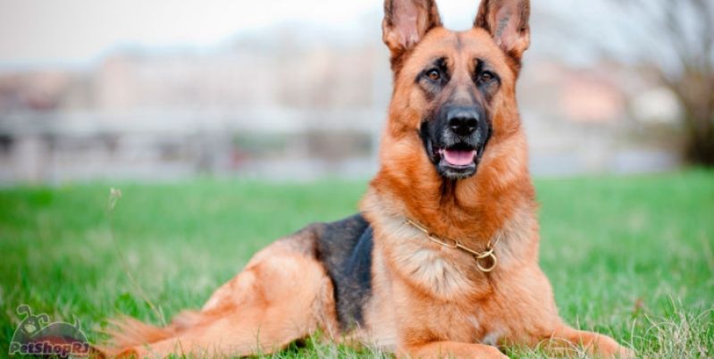 Aluguel de Cão de Guarda na Zona Leste