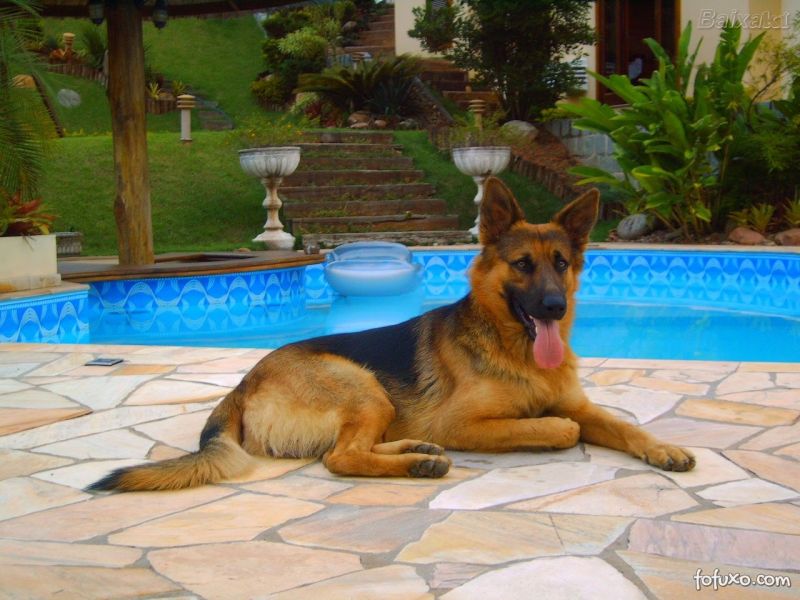 Aluguel de Cão de Guarda em São Paulo