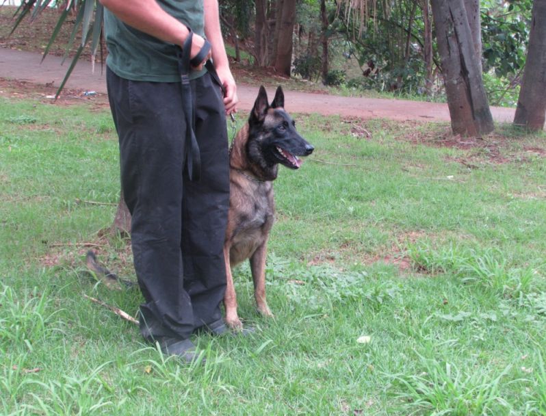 Aluguel de Cão Farejador em Osasco