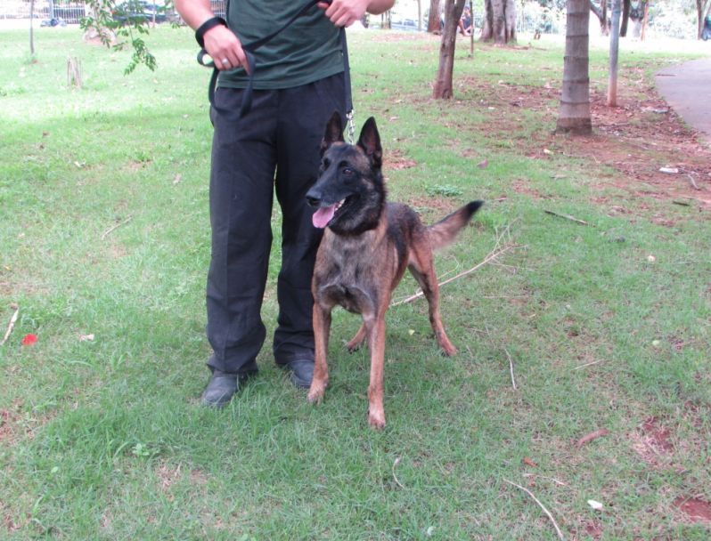 Aluguel de Cão Farejador em Santo André