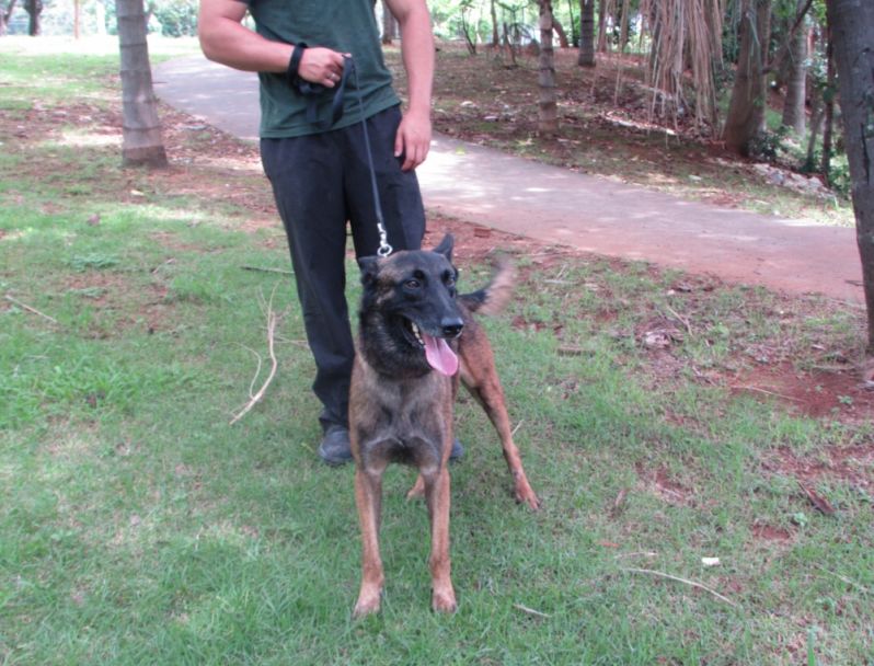 Aluguel de Cão Farejador em São Paulo