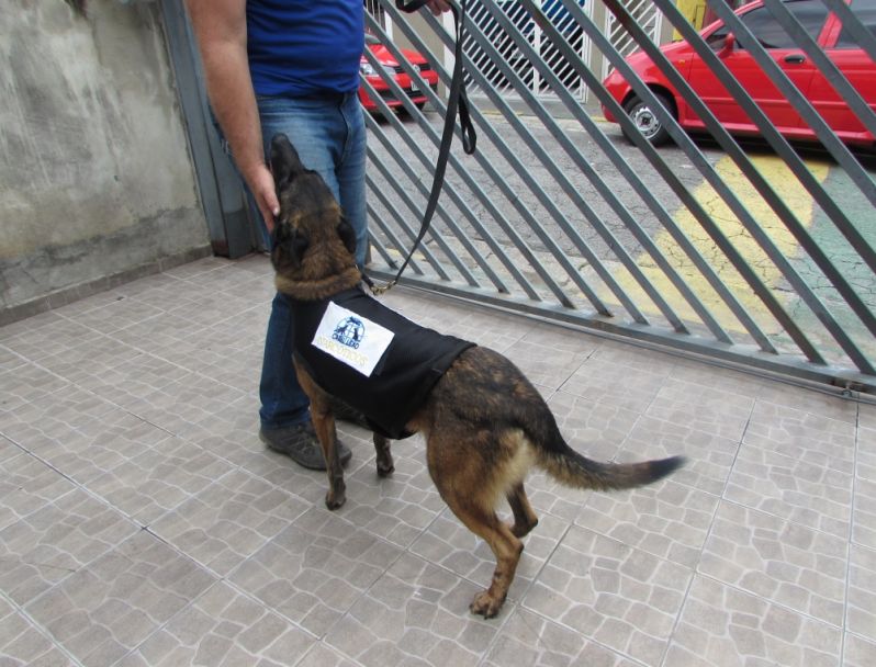 Aluguel de Cão Farejador em SP