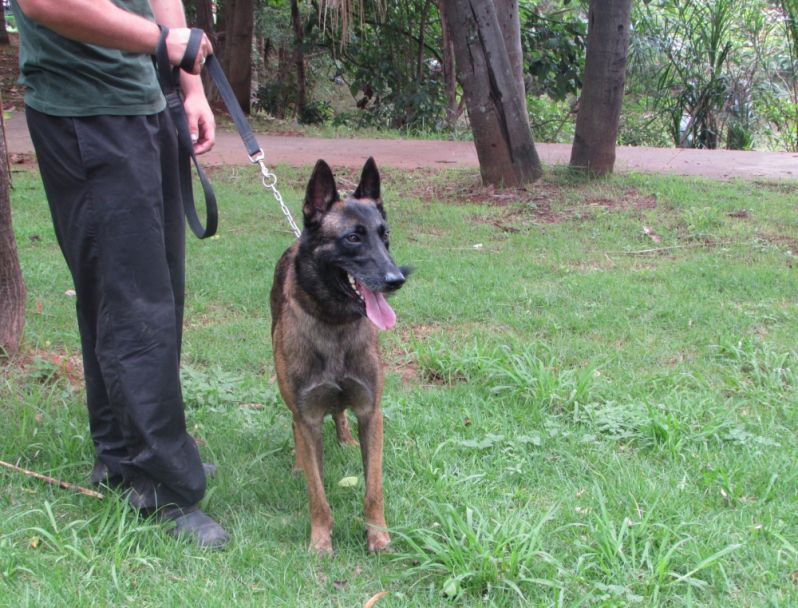 Aluguel de Cão Farejador na Zona Norte