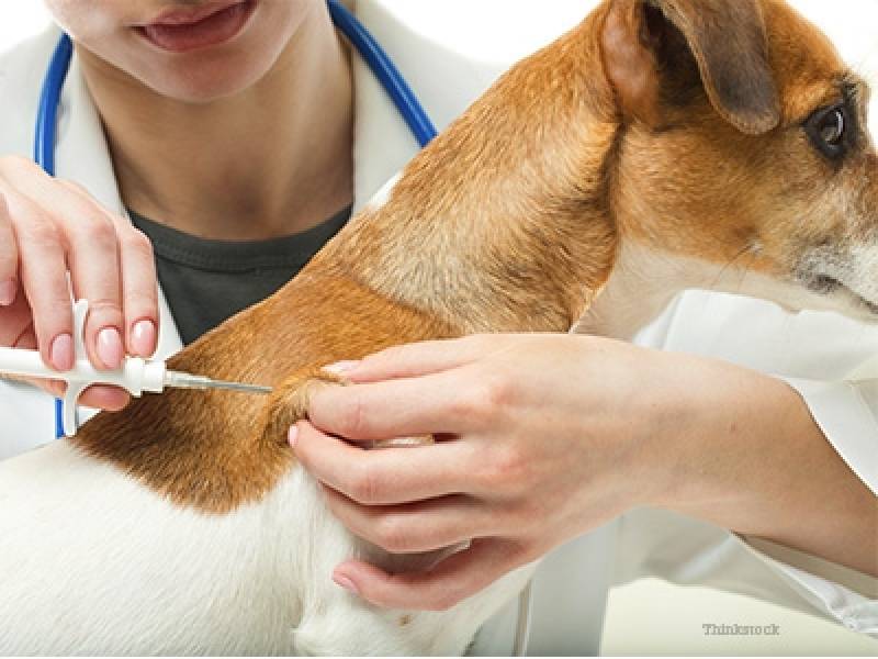 Aplicação de Microchip em Cachorros