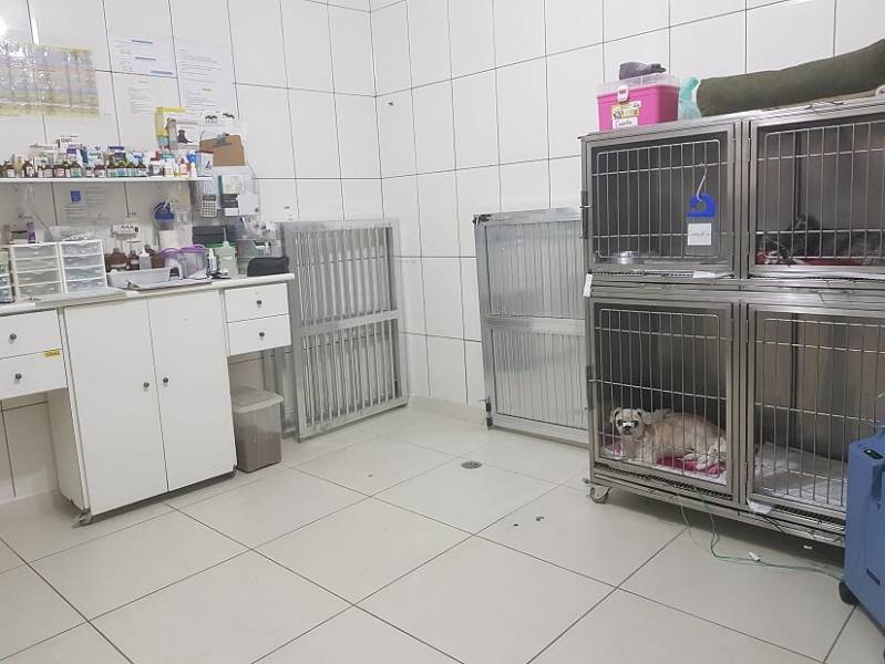 Aplicação de Microchip para Gatos