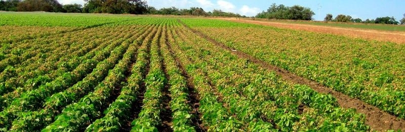 Aspersor Irrigação Tipo Canhão