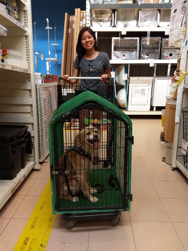 Aula Adestramento de Cães