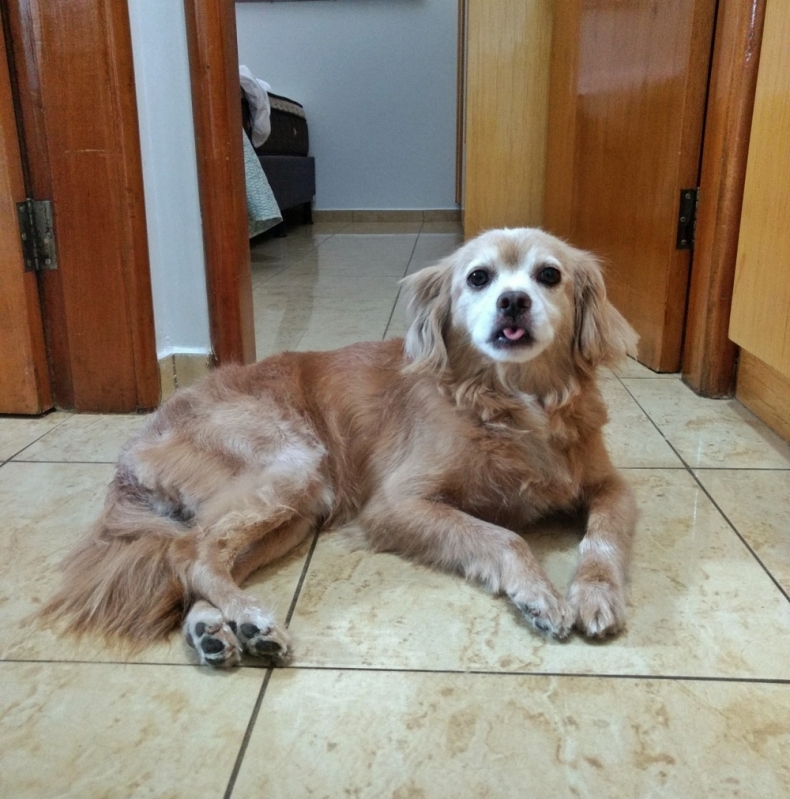 Aula de Adestramento de Cachorro